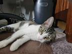 Adopt Sausage a Domestic Short Hair