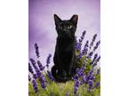 Adopt East a Domestic Short Hair