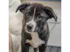 Adopt Toes a Labrador Retriever, Border Collie