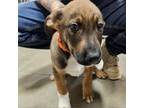 Adopt Ruck(us) a Mixed Breed