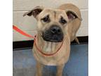 Adopt Rome a Mixed Breed