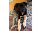 Adopt Cinco a Australian Cattle Dog / Blue Heeler, Pit Bull Terrier
