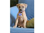 Adopt Magnes a Terrier