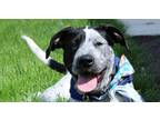 Adopt Ocho a Australian Cattle Dog / Blue Heeler, Pit Bull Terrier