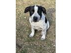 Adopt Cuatro a Australian Cattle Dog / Blue Heeler, Pit Bull Terrier