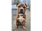 Adopt Thunder a Pit Bull Terrier, Mixed Breed