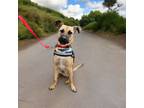 Adopt Toffee a Shar-Pei, Shepherd