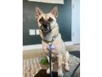 Adopt Tabom a Jindo