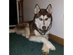 Adopt LOKI a Husky