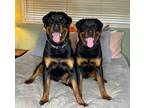 Adopt ~Thor and Loki~ a Rottweiler