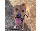 Adopt Tucker a American Bully