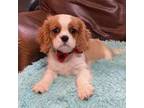 Cavalier King Charles Spaniel Puppy for sale in Jeffersonville, IN, USA