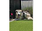 Adopt LYKOS a Husky, Chow Chow