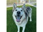 Adopt ICHIGO a Husky, Chow Chow