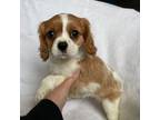 Cavalier King Charles Spaniel Puppy for sale in Garland, KS, USA