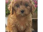 Cavapoo Puppy for sale in Milton, IA, USA