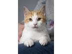 Adopt Eugene a Domestic Short Hair