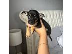 Chihuahua Puppy for sale in Boston, MA, USA