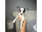 Rat Terrier Puppy for sale in Boston, MA, USA