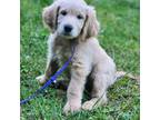 Goldendoodle Puppy for sale in Lebanon, VA, USA