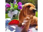 Basset Hound Puppy for sale in Totz, KY, USA