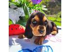 Basset Hound Puppy for sale in Totz, KY, USA