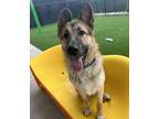 Adopt Siux a German Shepherd Dog