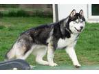 Adopt Chance a Siberian Husky