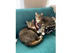 Adopt Harry & Oreo~ Courtesy Post a Domestic Short Hair