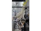 Adopt Sunny a Cockatoo