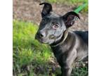 Adopt Lilly a Black Labrador Retriever, American Staffordshire Terrier