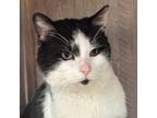 Adopt Bash a Domestic Short Hair