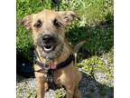 Adopt Quito a Border Terrier, Cairn Terrier