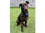 Adopt Elmo a Labrador Retriever