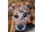 Adopt Baxter a Catahoula Leopard Dog