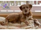 Adopt Yoda - Star Wars Litter a Terrier, Mixed Breed