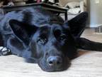Adopt Payson a German Shepherd Dog