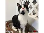 Adopt Hopper a Domestic Short Hair