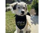 Adopt Avery a Australian Shepherd, Mixed Breed