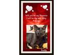 Adopt Buddy Will you be my Mommie? a Domestic Short Hair