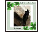 Adopt Romeo must be adopted with Jinx a Domestic Short Hair