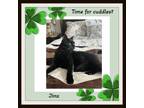 Adopt Jinx must be adopted with Romeo a Domestic Short Hair