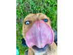 Adopt Bluey a Catahoula Leopard Dog, Mixed Breed