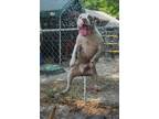 Adopt Hanns a Boxer, Mixed Breed