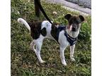 Adopt Prince a Jack Russell Terrier