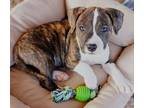 Adopt Brutus a Mixed Breed