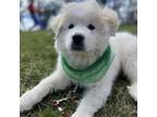 Adopt Pilot a Great Pyrenees