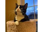 Adopt Marvin a Domestic Short Hair