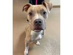 Adopt Merle a Pit Bull Terrier