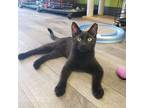 Adopt Stitches a Domestic Short Hair